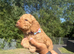 READY TO GO COCKAPOO PUPPIES