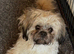 Imperial ShihTzu puppy his sister is also available