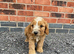 Beautiful cockapoo puppies