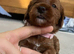 3 x Toy F2 Cockapoo puppies left!