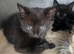 4 beautiful kittens