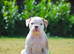 Olde English bulldog puppies !!