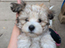 Havanese Pappy's