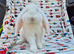 Frenchlop 5 bucks 8 weeks old