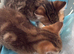 Lilac x Tabby Kittens Bengal Style Fluffy Bonded Pair