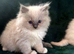 Ragdoll kittens pedigree