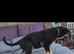 German shepherd puppies for sale.