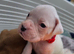 Ready THIS week! Quality KC Registered White Boxer Puppies