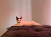 2 left girls British short hair cross kittens