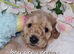 Full Poodles