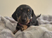 DAXIE PUPS READY SEP 22ND