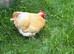 Buff Orpington&rsquo;s