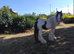 2 year old cob gelding