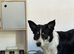 Border collie female 4 years old READ