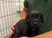 Cocker-spaniel mixed puppies