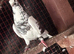 High flyer fancy pigions