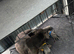 Pure Blue Staffordshire Bull Terrier Pups!
