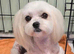 KC registered mature Maltese girl