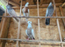 Iranian pigeon