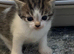 2 tabby grey and white kittens both girls