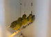 4 Fife Canaries