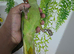 Baby hand-reared Indian ring necks for sale white albino and green available