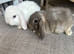 Lovely handsome mini lop boys.