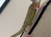 Male Yemen chameleon