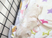 Fluffy Maltese Babies Looking for Loving Homes &ndash; Ready Mid-June!