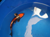 koi carp High Grade hand picked