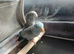 Grey and blue parrotlets
