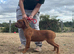 4 months old kc reg bitch