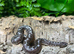 Anery Sand Boa (poss het snow) at Birmingham Reptiles