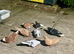 Iranian and Afghan pigeons (((plz read description first)))