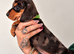 Beautiful dachshund puppies