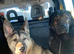 Qitmir is looking for a new home ASAP