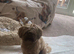 100% proven Shihtzu