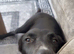 Two year-old female border collie cross