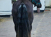 George rising 4 still growing 13.3/14hh