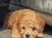 F1BB CAVAPOO PUPPIES