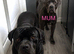 3 Beautiful cane corsos