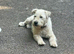 2 beautiful jackapoo boys left