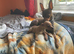 Adorable Miniature Pinscher Puppies