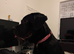 Cane corso x lab