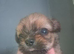 Shih Tzu puppies ready now
