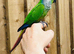 Green cheek conure