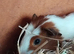 Male guniea pigs