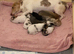 I have Some chihuahua cross jack pups