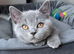 Ready for new homes GCCF British Blue Kittens