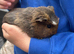 Male guinea pig